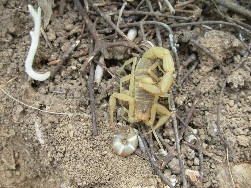 Aegaeobuthus gibbosus da Tilos island, Dodecanese, Greece